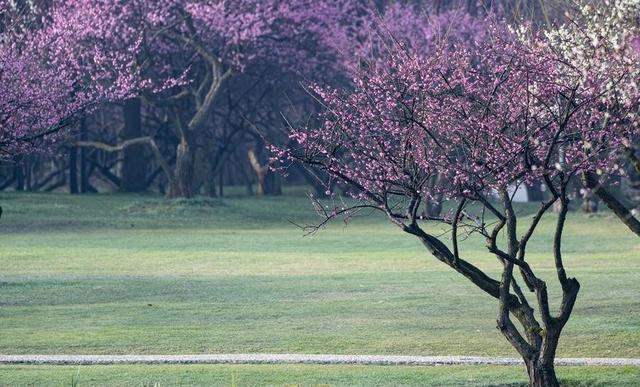 洛阳又一公园火了！2800 余株梅花全绽放，公交可达还免费！