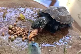 养龟多年的经验告诉你，到底该喂龟粮还是喂鲜肉，有什么区别？图片