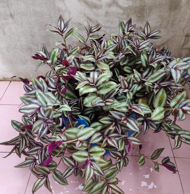 “客厅五不放，人旺家也旺	”，客厅再大	，都别摆放5种“倒霉花”