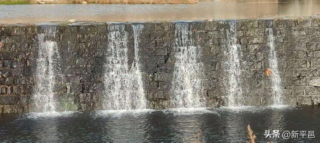 请到蒙山大洼来看“水杉落叶雨” 姜晓彬/图文