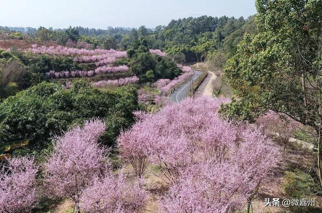 春到嘉州｜春意盎然美人梅 绿心公园“海棠盛景”邀您共赏