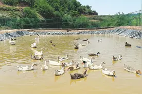 鸭子“嘎嘎叫” 农民“哈哈笑”图片