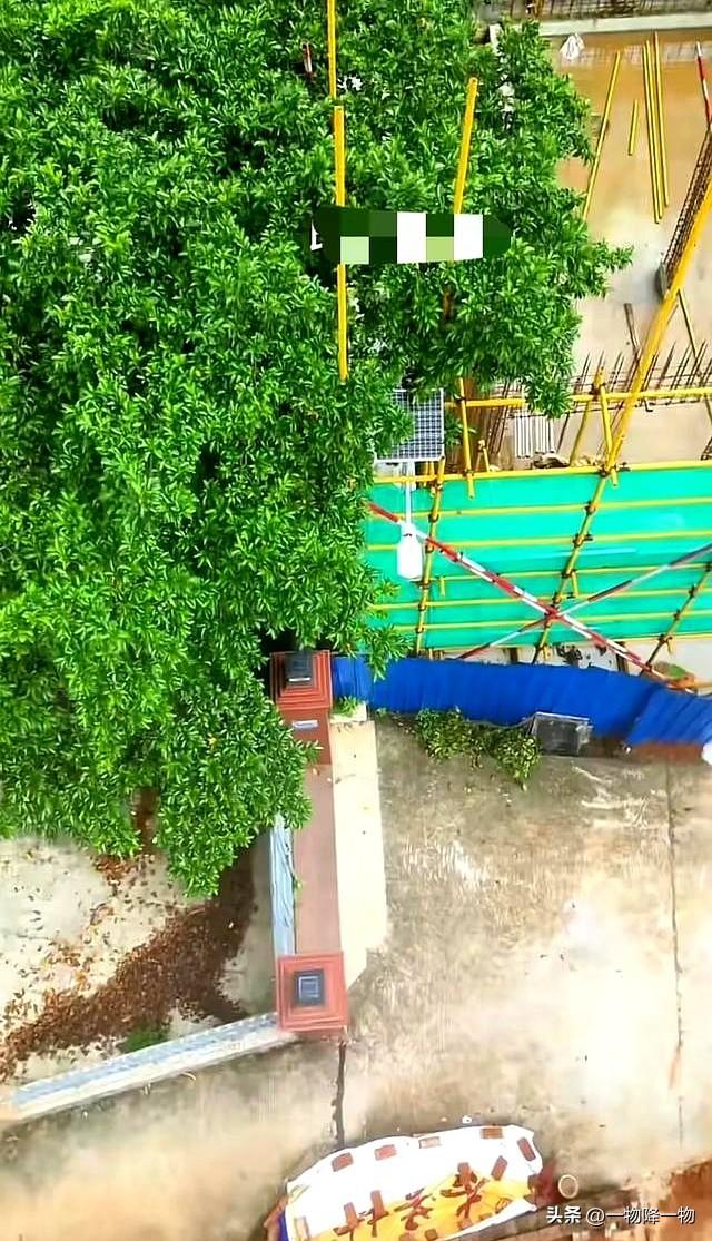 有苦说不出、全红婵家邻居不砍树的原因找到了，新房紧贴隔壁围墙