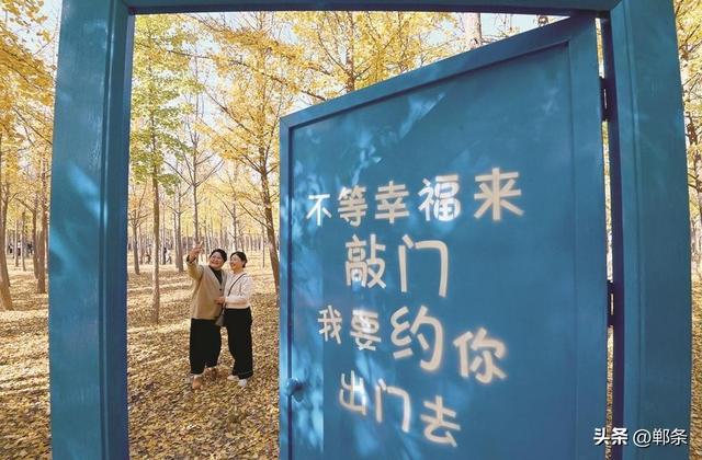 美在邯郸丨曲周县千亩银杏林迎来最佳观赏季——千蝶化作一城金