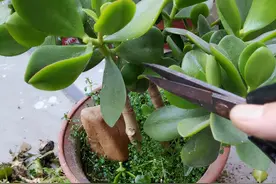 大理一户人家，1棵玉树养了20多年，拍照晒给你看看，太惊艳图片