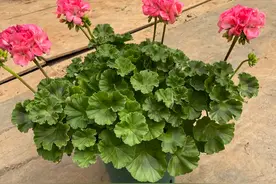 3、4月份，赶紧扦插4种花，插在土里就能活，特别省心图片