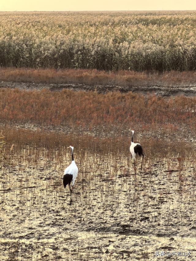 2025辽宁赏秋之旅日记(6)——到辽河口中国最北海岸线看日出 观鸟