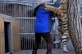 狐假虎威？当东北虎饲养员和猛兽亲密互动，才知道寓言故事没骗人图片