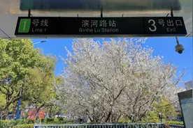 樱花初绽，来打卡苏州这个最美地铁口图片