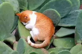 这睡姿也是没谁了？图片