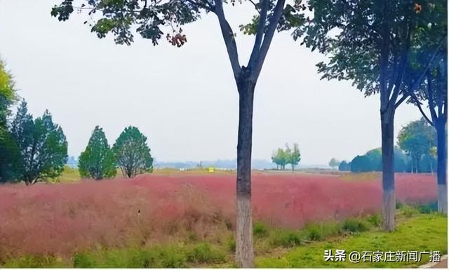 石家庄市城区赏秋最全指南，来啦！