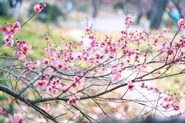 不用等春节！黄陂梅花开了，速来 !