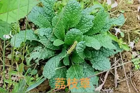 18种农村常见的野菜，请认清楚再采挖食用图片