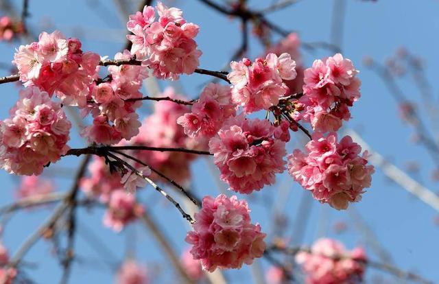 昆明动物园开启 “圆通樱潮”赏花季