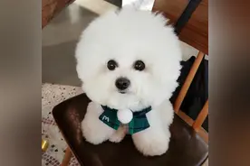 纯种“比熊”才有的5个特征，很多人养的都是串串图片