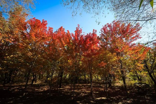 长春一5A级景区官宣：这些人免票！