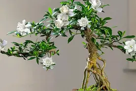 5种小盆景，客厅养一盆，能活几十年，味香又耐看，养成老桩图片