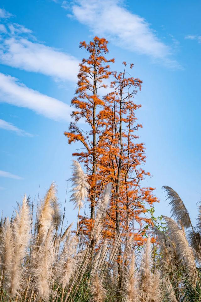 今日大雪 | 打卡这里,定格冬日专属美照