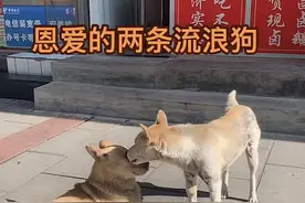 狗夫妻相依11年无家可归，每天到店铺门口睡觉，女店主好心收留！图片