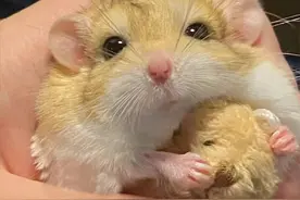 仓鼠养公的还是母的？新手别选错，否则麻烦不断！图片