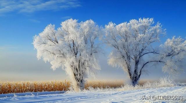 冬日雪淞覆枝桠，莹白剔透，是寒冬里清绝动人的景致。