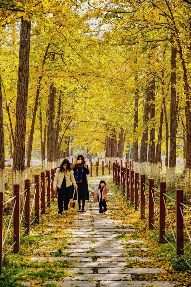 临沂秋日免费打卡全攻略 | 这10个宝藏地遛娃拍照绝了！