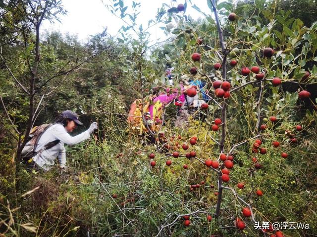 ​​​忍着胸上方肋骨的疼痛，爬了个齐长城，累计拔高900+，走了13公里