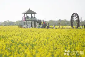 徜徉千亩油菜花海 苏州这条新线路等你来打卡图片