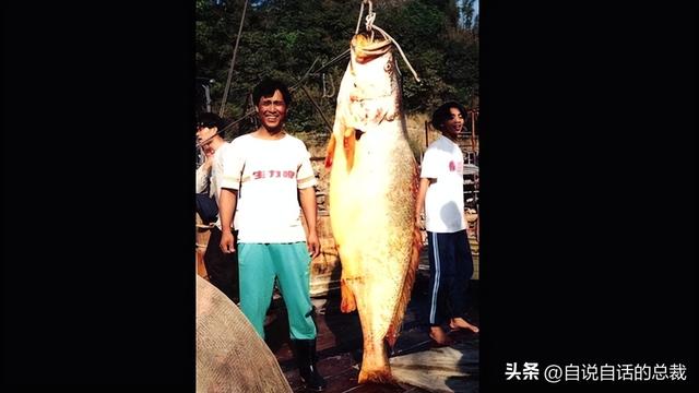 花胶干长什么样 2026年花胶干有什么功效