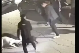 吉林3条烈性犬撕咬流浪猫后续：狗主人被拘留,猫已死亡，警方回应图片