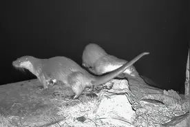 全国濒临灭绝，舟山金塘岛为何成为水獭的“世外桃源” ？当地招聘“水獭铲屎官”，近200志愿者报名图片