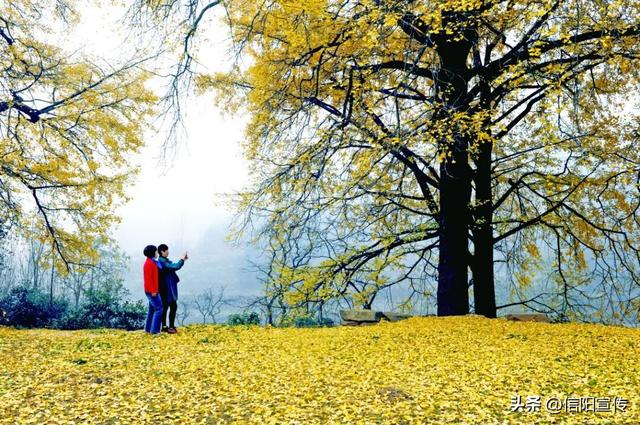 秋色正斑斓！信阳赏秋打卡地推荐