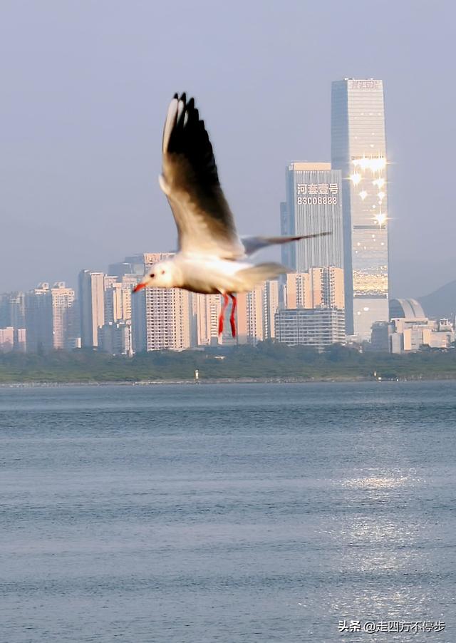深圳湾观鸟：海舞鸟歌映盛世