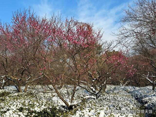 南京2026年第一场雪，梅花山、琵琶湖雪景