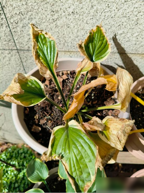 阴花不能进阳宅，家里若有这5种花，请赶紧“搬出去”！