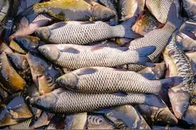 想要养好草鱼，9件事需要提前了解图片