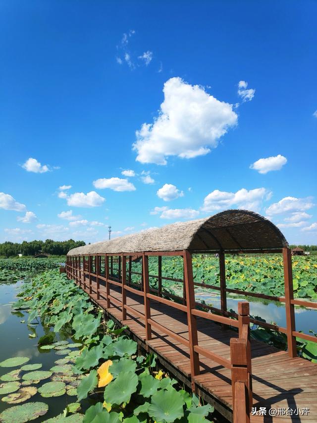 白洋淀后悔了，开始整治，其他文旅城市需要重视，及早预防才好