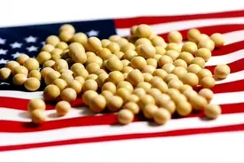 美国农民扛不住了，40艘大豆巨轮开往中国，巴西捡了个大漏图片