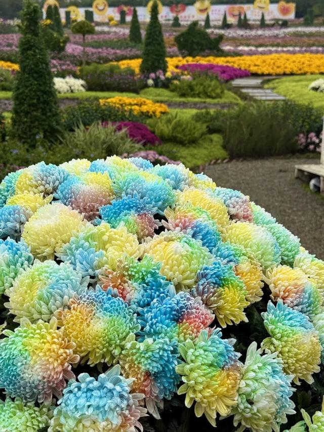 15万株绽放醉美菊花展，成都又美爆了！
