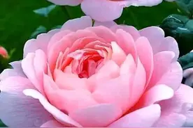 给孩子找对象的5个忠告，值得大家收藏图片