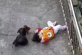 真解气！2岁孙女被鸡踹倒，爷爷炖鸡“复仇”，网友评论区乐翻天图片