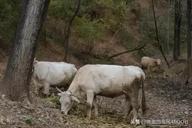 为什么不要找空姐做对象？网友分享真实经历 一个比一个扎心图片