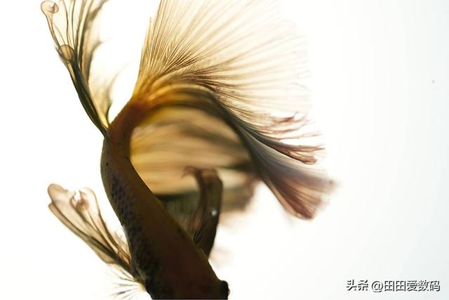 Sony 100mm F2.8 Macro GM 登场！ 接上增距镜轻松实现 2.8x 放大！