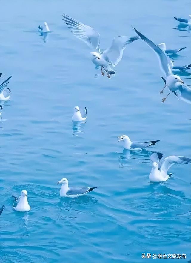 【乐游烟台】来第一海水浴场，和“鸥像”见个面