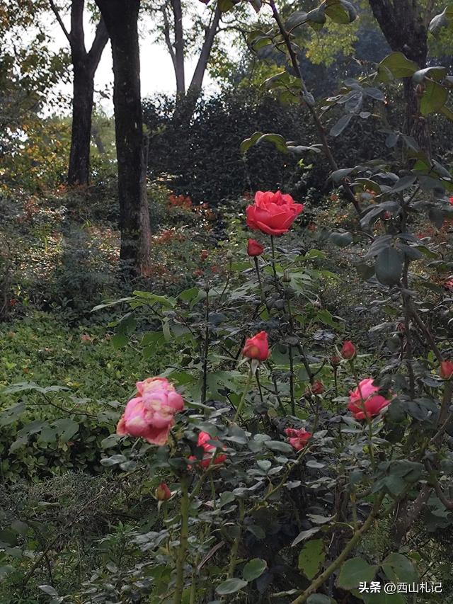 五线小城里的银杏大道,美翻全网的深秋景色原来在这里