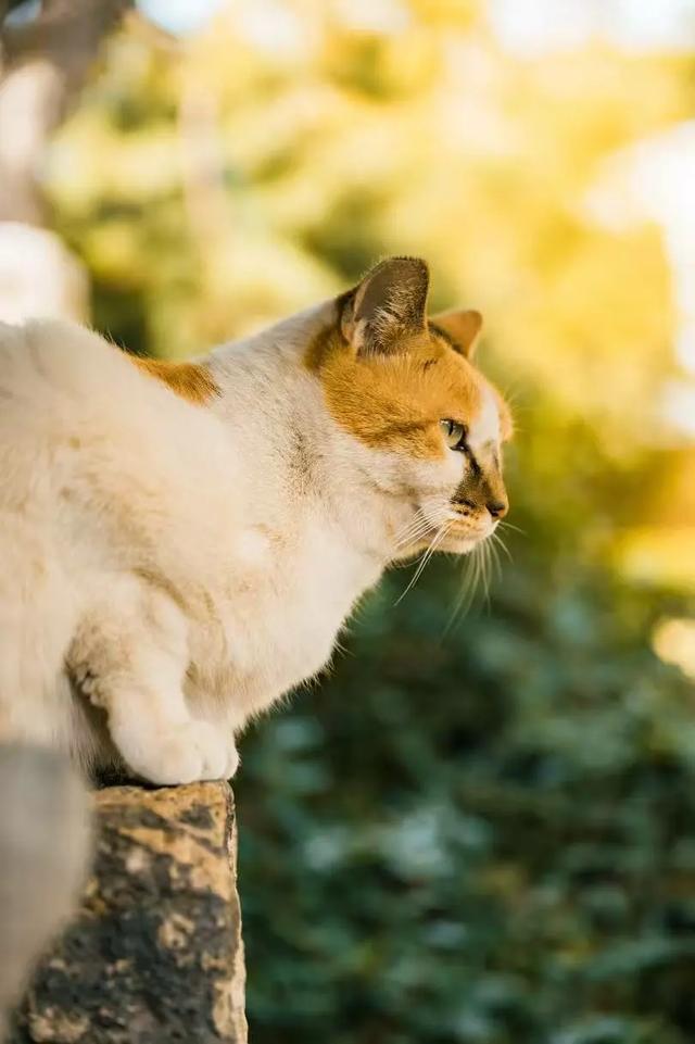 上海银杏浓度已达99%!这份含“金”量超高的浪漫别错过→