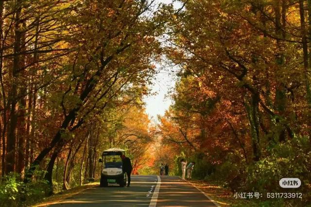 吉林赏秋榜出炉！净月登榜！这份“追秋”攻略快收好~