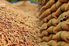 恐失全球第2大出口国地位！泰国一季度大米出口暴跌30%！图片