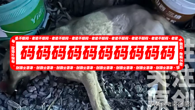 刺死入户狗主是否正当防卫？起诉书提法与家属陈述有冲突