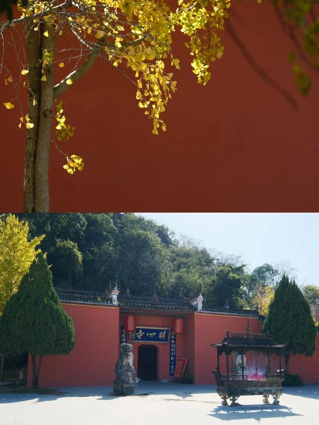 “中国银杏第一乡”迎来最佳观赏期！附近期实拍图→